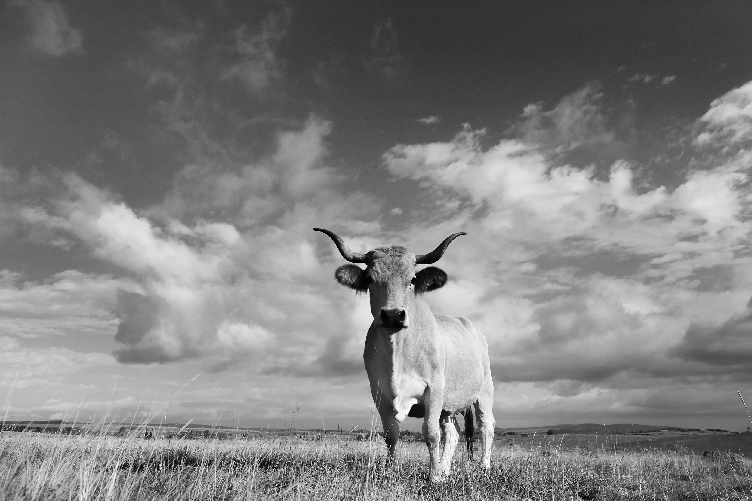 carrousel : vaches